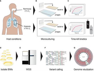 Hypoxia Increases the Tempo of Phage Resistance and Mutational Bottlenecking of Pseudomonas aeruginosa